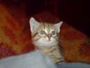 Фотография Корягина Ильи