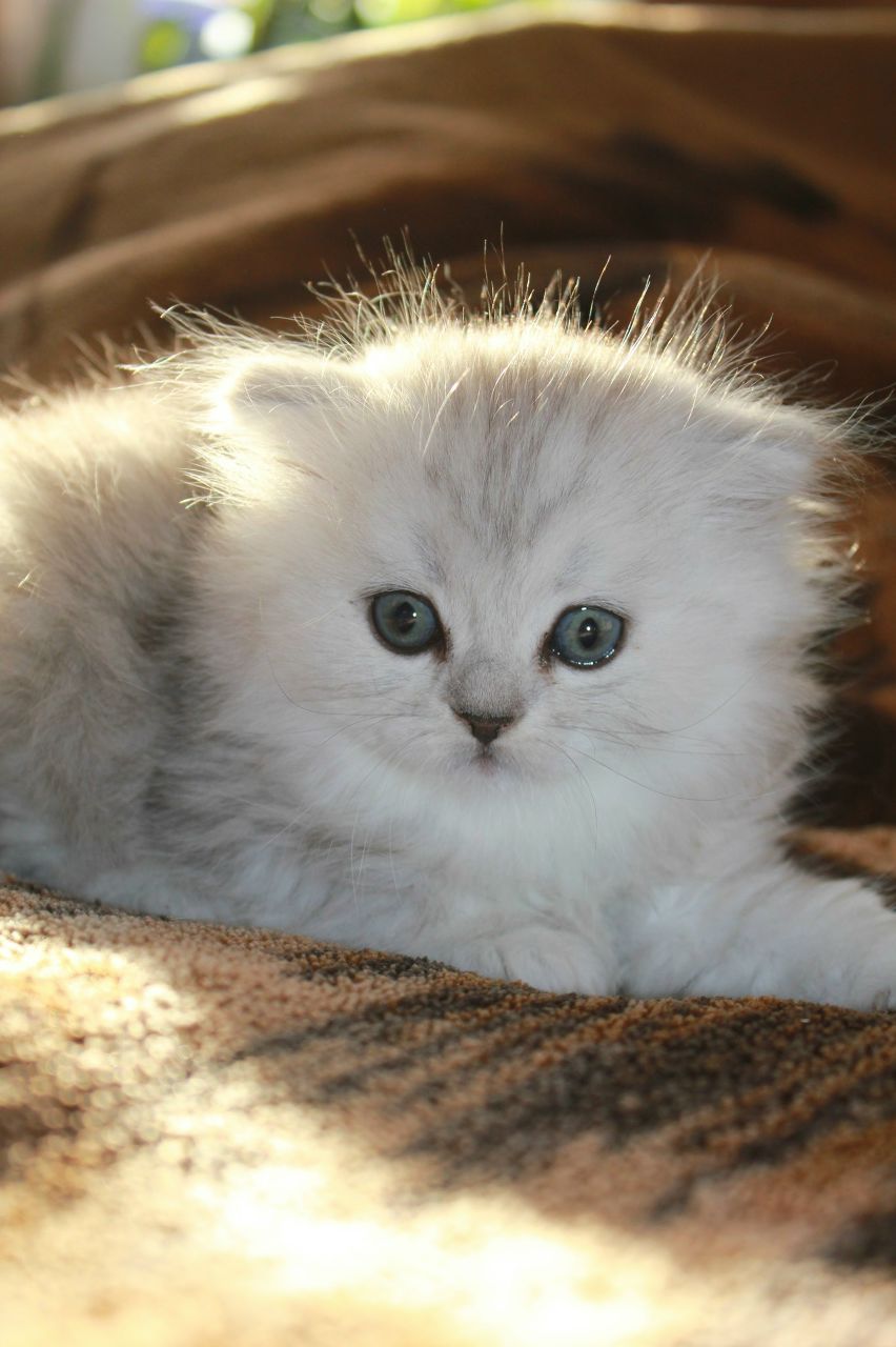 Екатерина Иванова | Смоленск