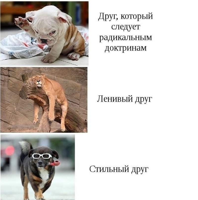 Паша Гасанов | 