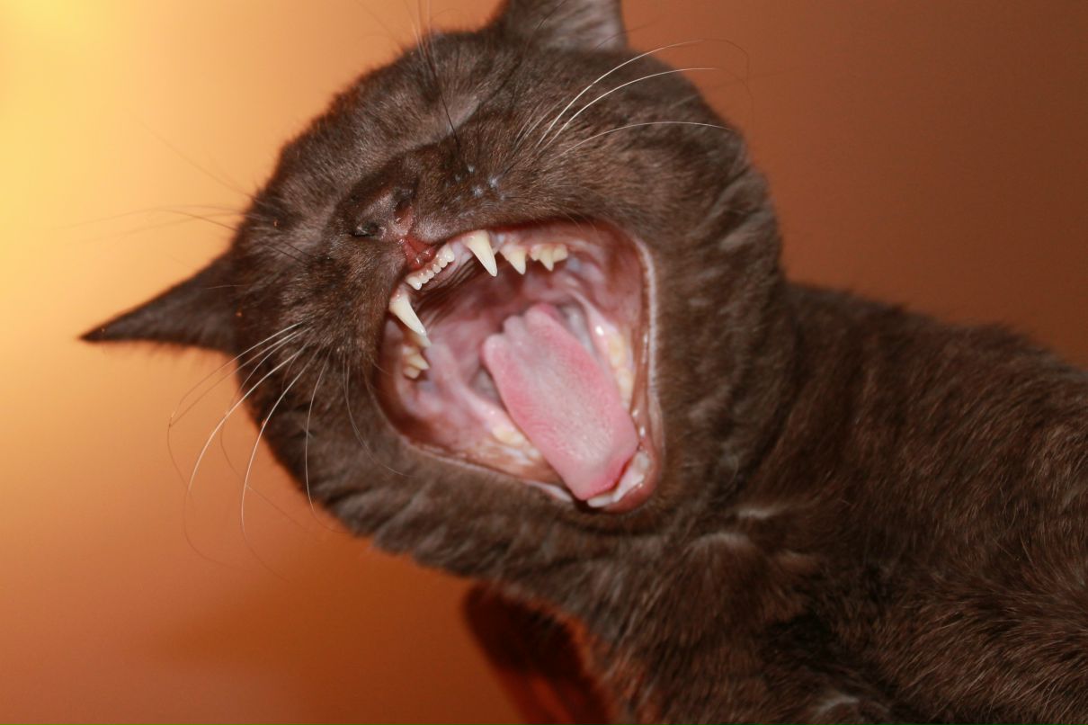 Дарья Федянина | Волжский