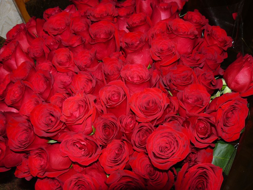 Светлана Королева | Москва