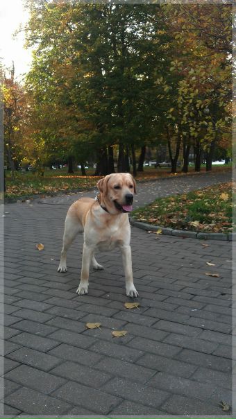 №6, Алексей Геннадьев, Коростень №6, Алексей Геннадьев, Коростень