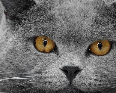 Иракли Цуцхубая | Санкт-Петербург