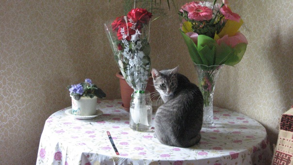 №23, Анастасия Кочеткова, Муром №23, Анастасия Кочеткова, Муром