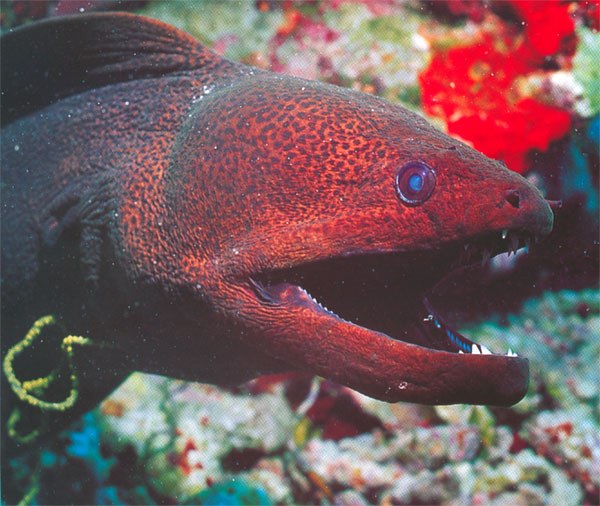 №1, Светлана Аитова №1, Светлана Аитова