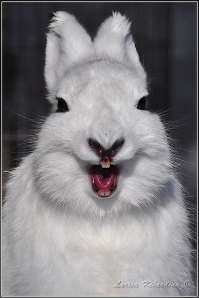 №38, Юлия Губарь, 41 год, Львов №38, Юлия Губарь, 41 год, Львов