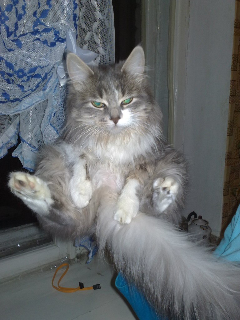 Дмитрий Смольянинов Dmitry Small | Kingston