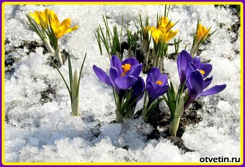 Sergey Sushch | Sacramento