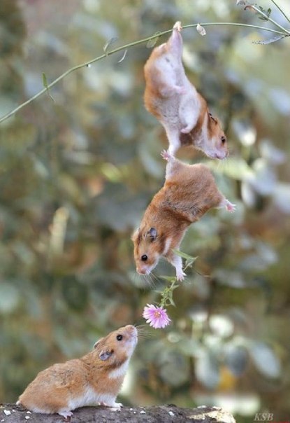 Nurlan Tabarekov | Новосибирск