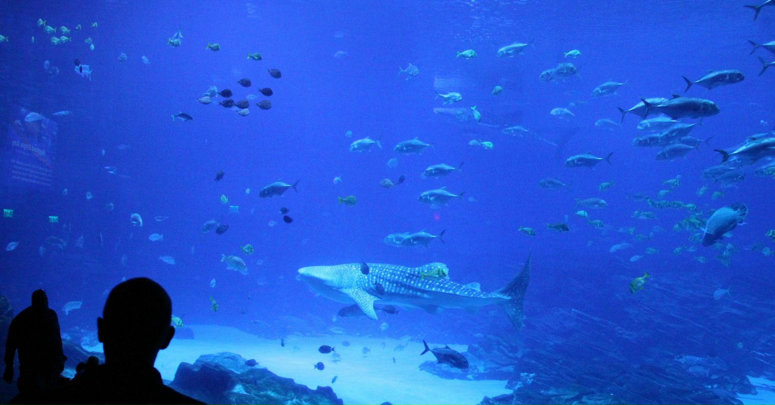 Тимур Алиев | Санкт-Петербург