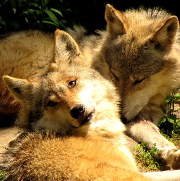 Мария Миралевич | 