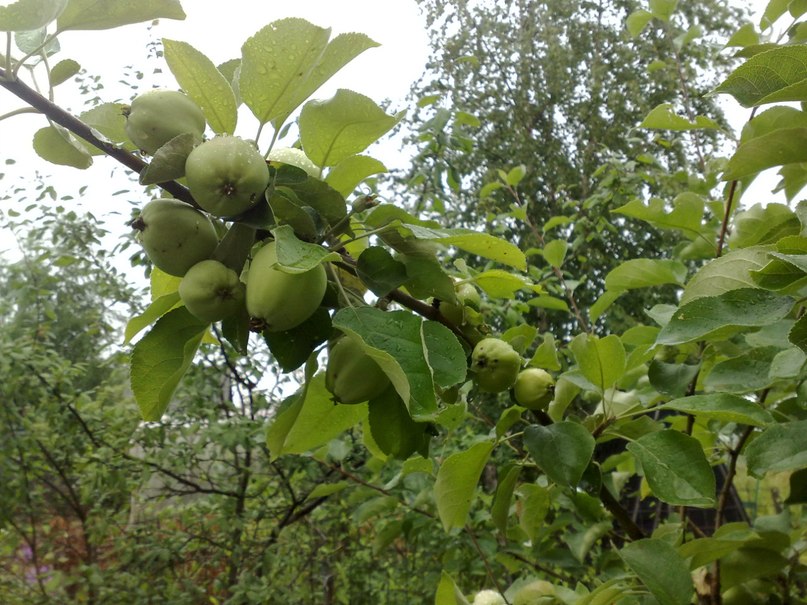 Александр Печенюк | Санкт-Петербург