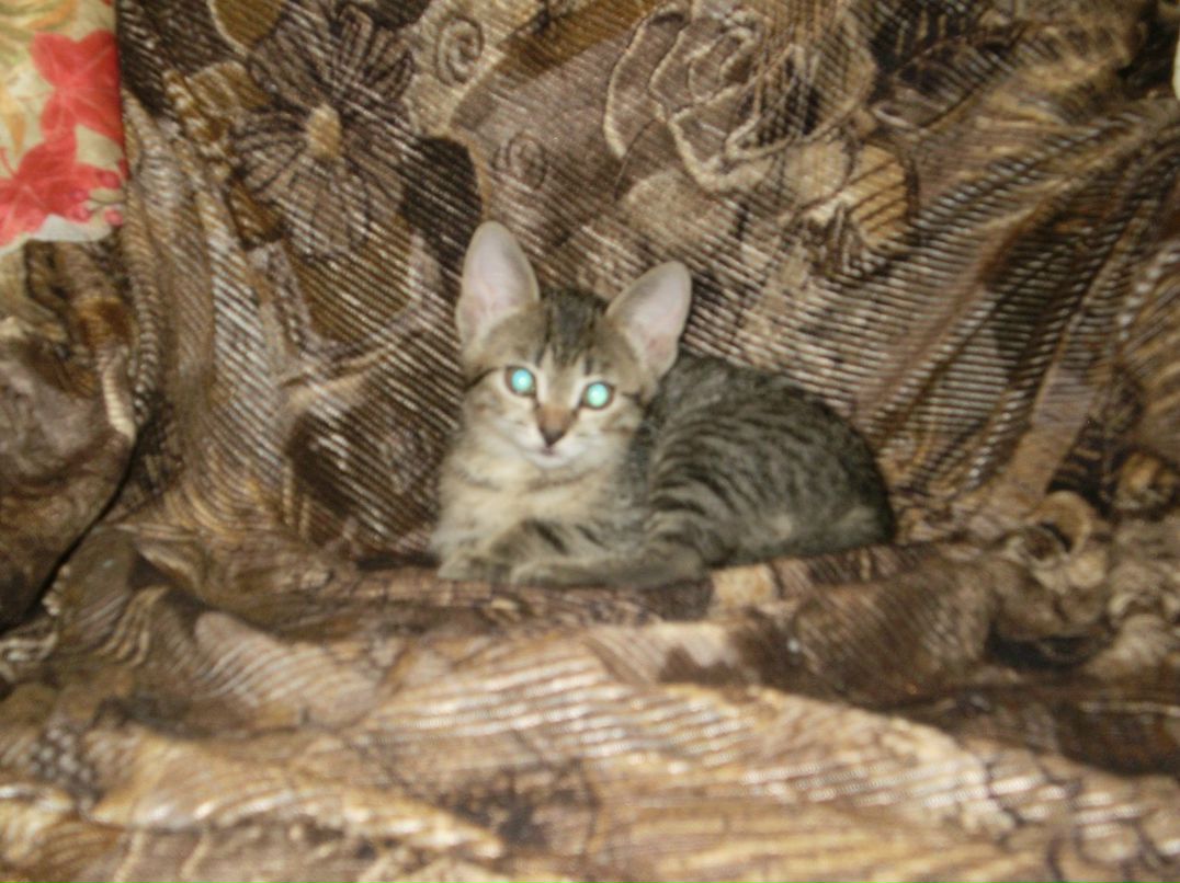 Александра Центнер | Ульяновск