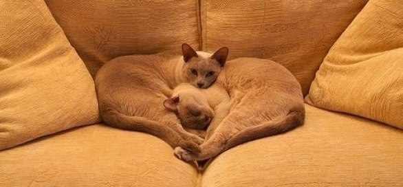 Людмила Казанавичене | Калининград