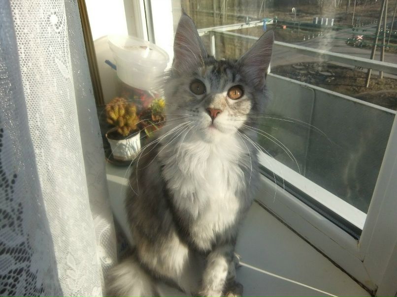 Елена Колесова | Калининград