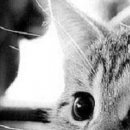 №20, Лилия Кьюбина №20, Лилия Кьюбина