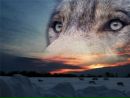 Фотография Владимир Шишкин