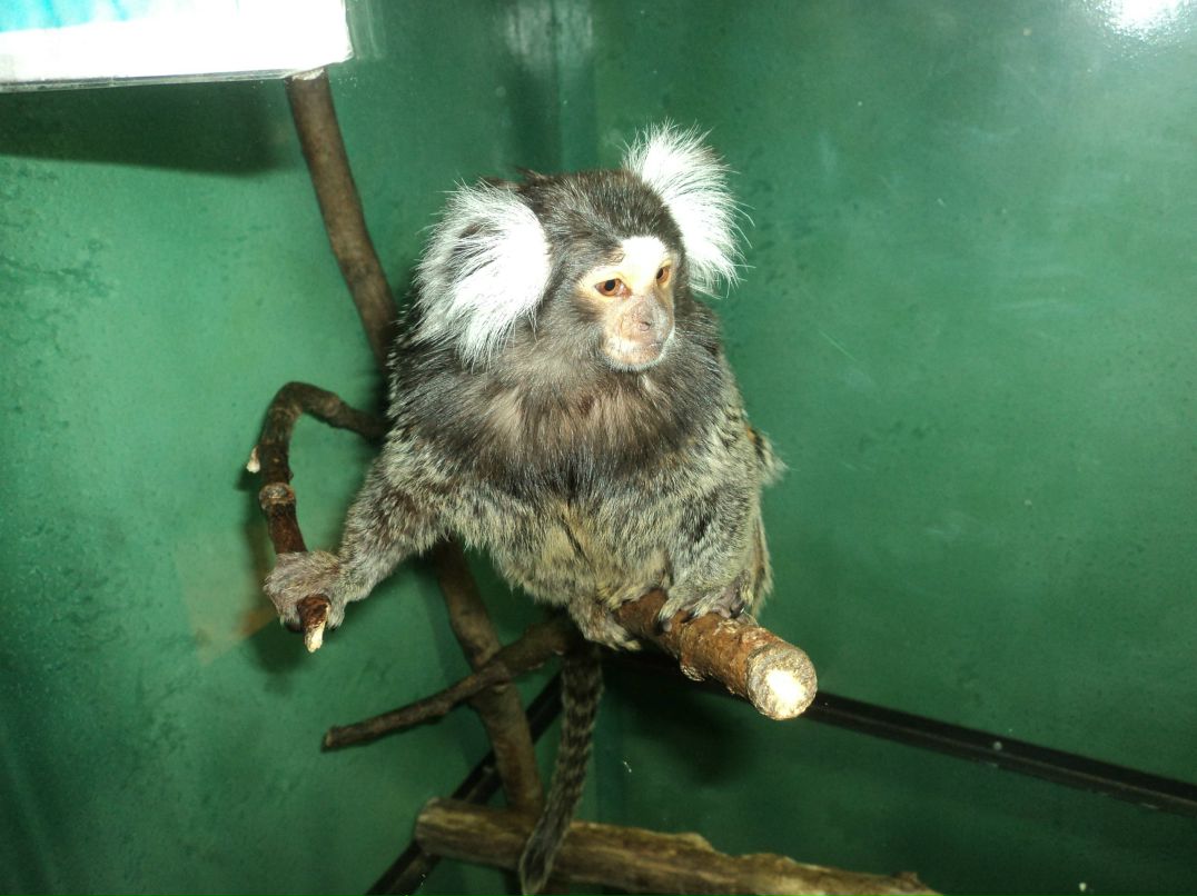 Вячеслав Трофимовский | Санкт-Петербург