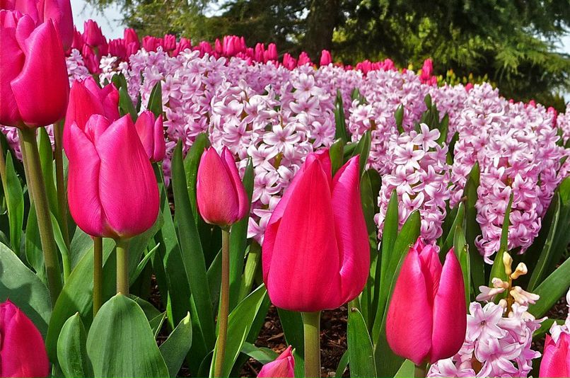 Лариса Коваль | Рига