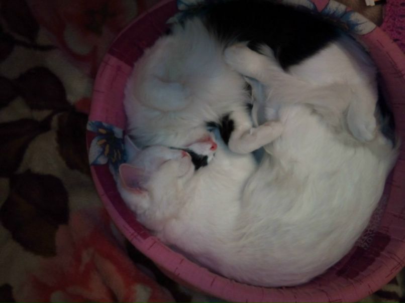 Стэллочка Станкониец | Санкт-Петербург