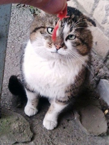 Серёга Милёшкин | Николаев