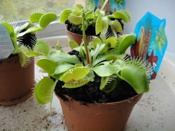 №79, Роман Степанов, Тула №79, Роман Степанов, Тула