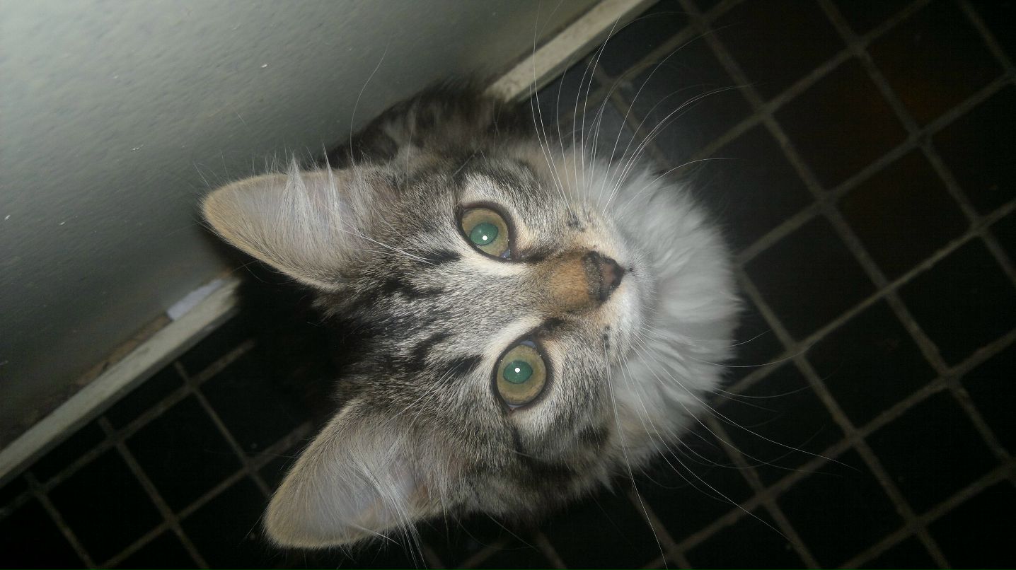 Елена Ачапкина | Москва