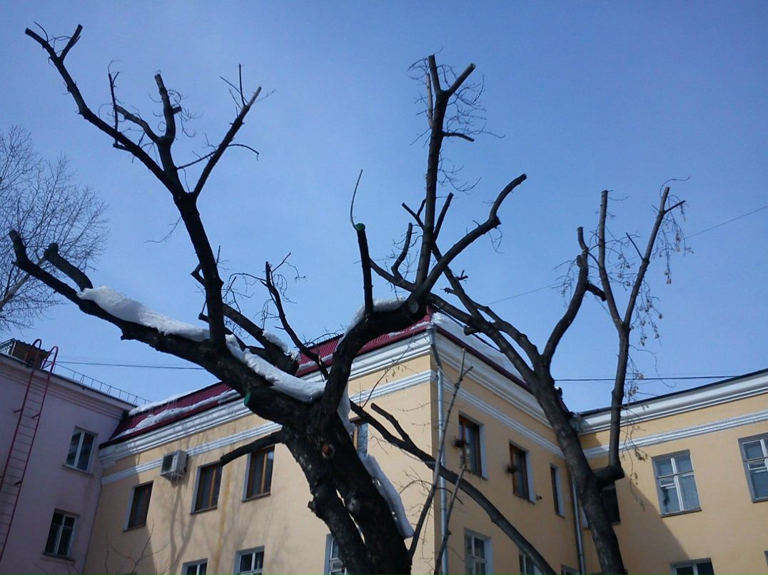 Надежда Янцен 