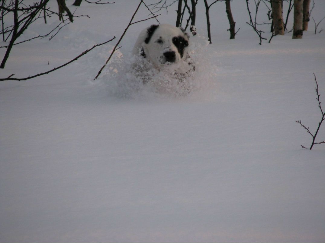 Алексей Гончаров | Мурманск
