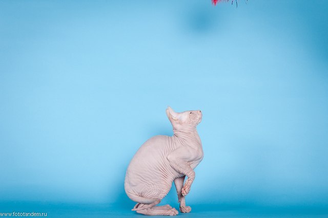 Анна Высоцкая | Томск