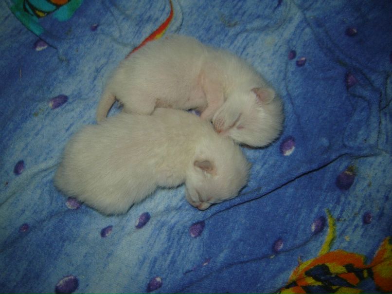 Маргарита Жмурченко | Николаев