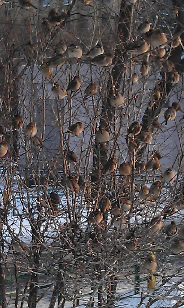Галина Шепелькова | Москва