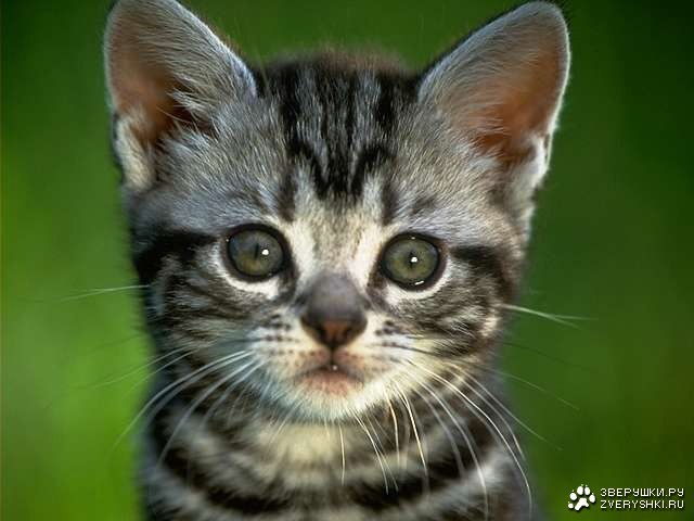 Юлия Рабкина | Санкт-Петербург