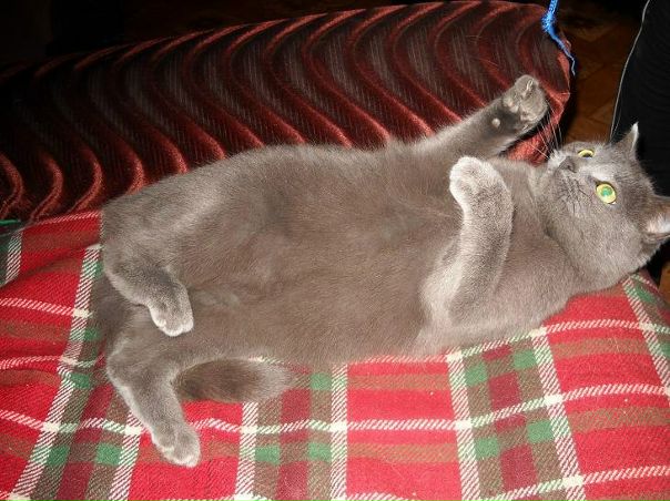 №11, Тамара Копосова, 69 лет, Чирчик №11, Тамара Копосова, 69 лет, Чирчик