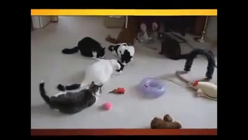 Веселые кошки и