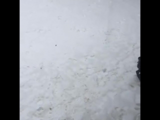 Ebon taking a snow bath