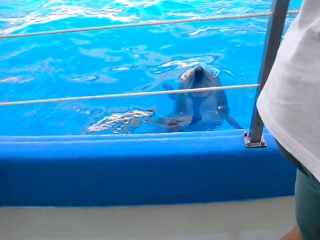 Delfinariul Nemo,Odessa