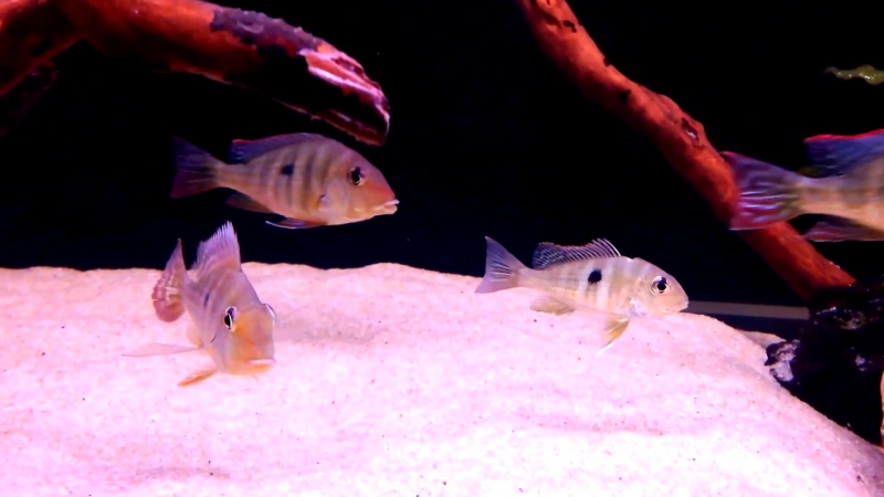 Teens Geophagus Red Head Tapajos amp; Geophagus Winemilleri You