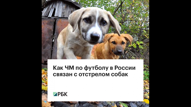 Как ЧМ по футболу в России связан с отстрелом