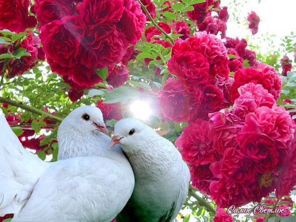 Два Голубка Картинки – Telegraph