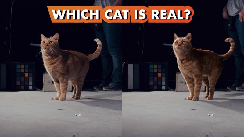 Which Goose the Cat is Real , Making Marvel Studios Captain