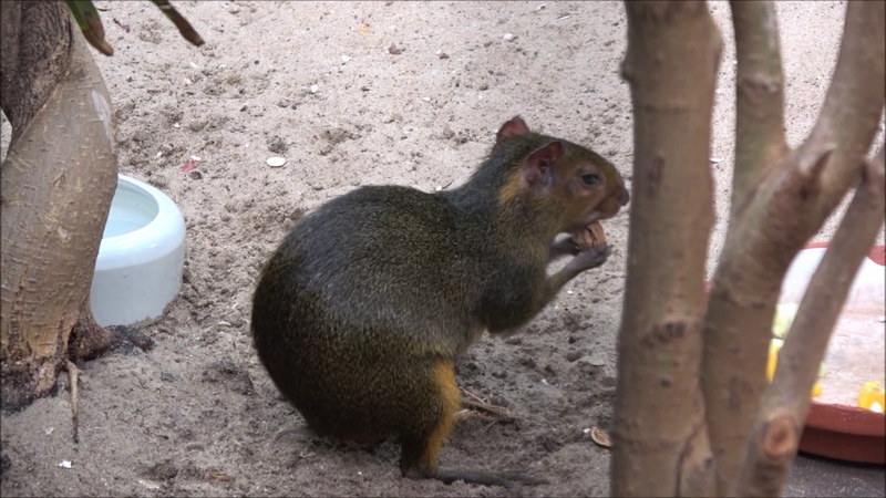Animal Acouchi (genus Myoprocta) Mammalia Nagetiere Allwetterzoo Münster