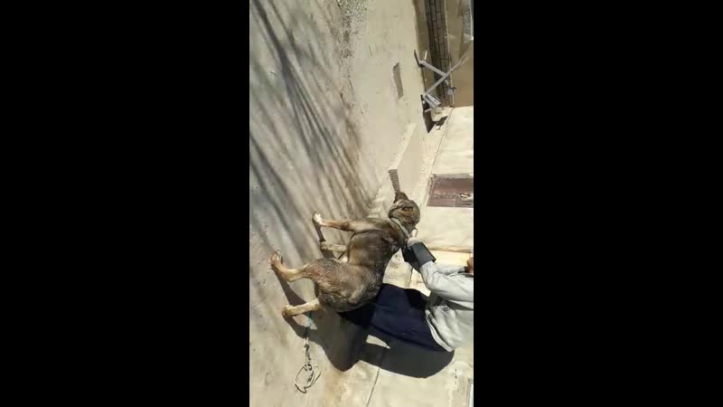 Видео от Ахана