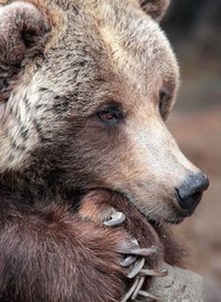 Михаил Кузнецов