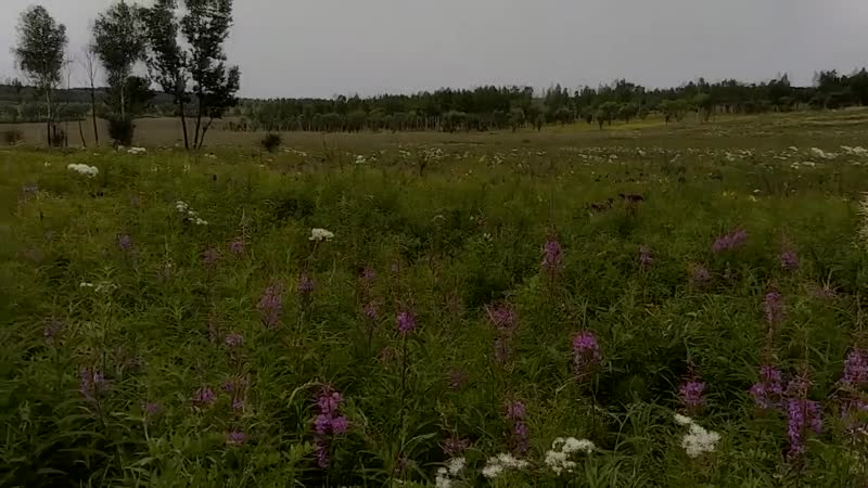 Лучший рецепт приготовления Иван-чая. Сбор Иван-чая. Заготовка, ферментация.