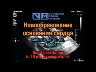 Новообразование основания сердца и тампонада у собаки: УЗИ