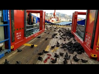 Сотни перелетных птиц заполонили палубу судна в Холмске