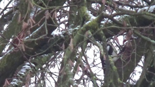 BuntSpecht/WoodPecker ist aktiv irgendWAS am schaffen...-)!