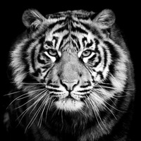 Михаил Кириллов