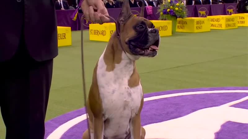 Wilma the boxer wins the Working Group at 2020 Westminster Dog